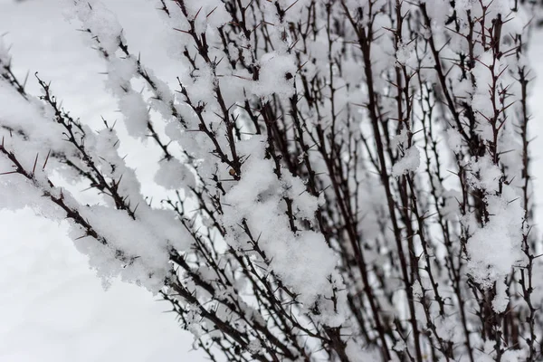 Las Ramas Espinosas Nieve Cierran Bosque Invernal Congelar Nieve Bachround —  Fotos de Stock