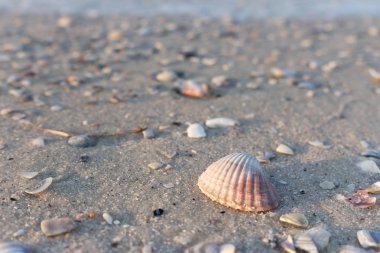 Pembe seashell deniz plaj beyaz kum üzerinde. Kabukları kavramı. Boş Plajı ile deniz kabuklarını. Tropikal seyahat kavramı. Gündoğumu, deniz kıyısı. Yaz plaj güneş ışığı altında. 