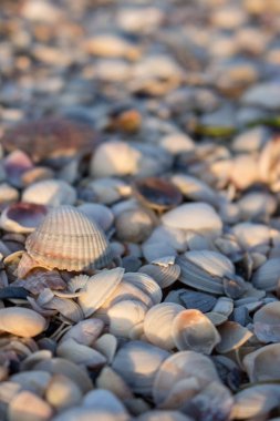Pembe ve beyaz deniz kabuklarını sabah güneş ışığı altında. Kabukları kavramı. Sahilde deniz kabukları. Tropikal seyahat kavramı. Gündoğumu, deniz kıyısı. Yaz plaj güneş ışığı altında.