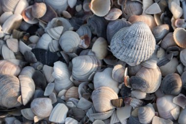 Mavi, gri ve beyaz deniz kabuklarını sabah güneş ışığı altında. Kabukları kavramı. Sahilde deniz kabukları. Tropikal seyahat kavramı. Gündoğumu, deniz kıyısı. Yaz plaj güneş ışığı altında. Kabukları doku.