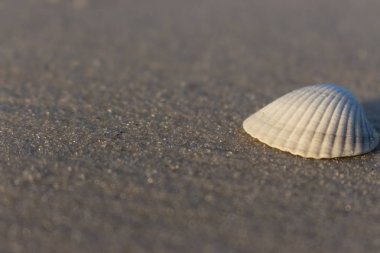 Beyaz kum izole üzerinde beyaz deniz kabuğu kapatın. Kabuk deniz plajında. Kabukları kavramı. Boş Plajı ile deniz kabuklarını. Tropikal seyahat kavramı. Gündoğumu, deniz kıyısı. Yaz plaj güneş ışığı altında.