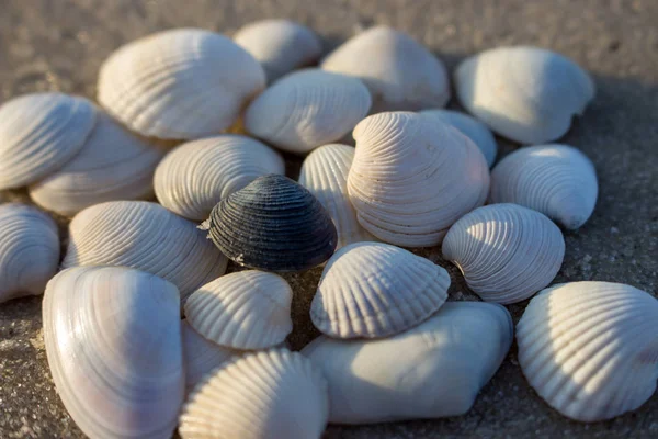 Fehér Tengeri Kagylókból Egy Fekete Shell Elszigetelt Közelről Kagyló Koncepció — Stock Fotó