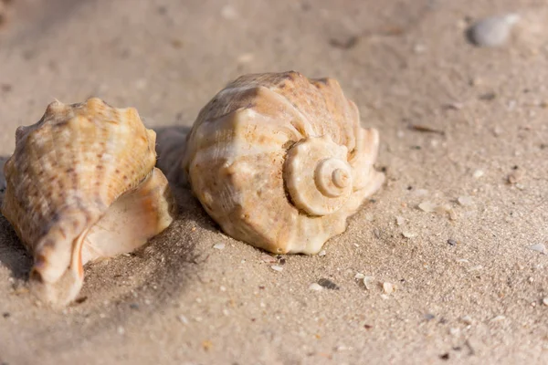 Deux Coquillages Sur Sable Blanc Gros Plan Concept Coquilles Décoration — Photo