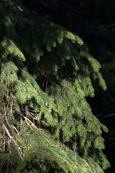 Green Christmas Tree Sunny Shadow Closeup Coniferous Forest Background Spruce — Stock Photo, Image