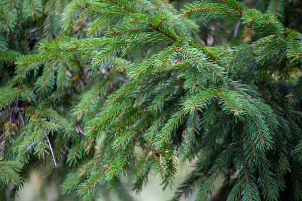 Green Christmas tree closeup. Coniferous forest background. Spruce needles close up. Fresh young plant. Evergreen trees background. Winter trees macro. Beautiful conifer branches on sunny day.