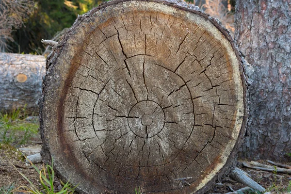 Cortar Árboles Tocón Bosque Concepto Medio Ambiente Deforestación Troncos Madera —  Fotos de Stock