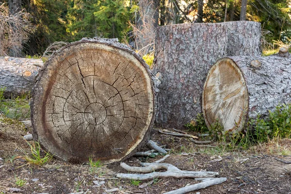 Cortar Árboles Tocón Bosque Concepto Medio Ambiente Deforestación Troncos Madera —  Fotos de Stock