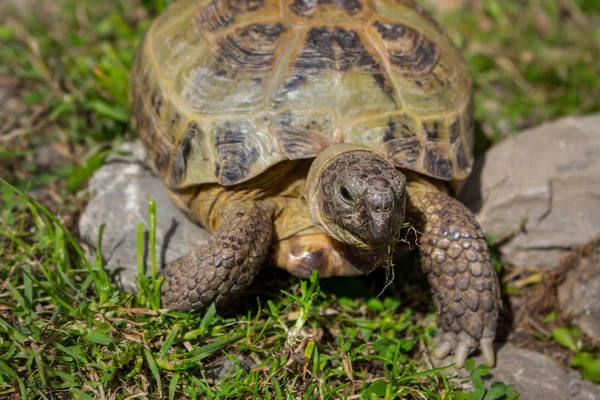 Niedliche Braune Schildkröte Die Auf Gras Und Steinen Läuft Exotisches — Stockfoto