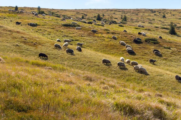 Yaz Tepeler Üzerinde Otlatma Koyun Sürüsü Arka Plan Yaylası Kuzular — Stok fotoğraf