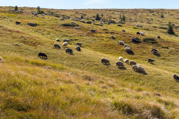 Flock Fåren Som Betar Sommaren Kullar Betesmark Bakgrund Grupp Lamm — Stockfoto