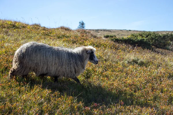 Ovelhas Brancas Pastando Colinas Verão Cordeiro Branco Com Longa Correndo — Fotografia de Stock
