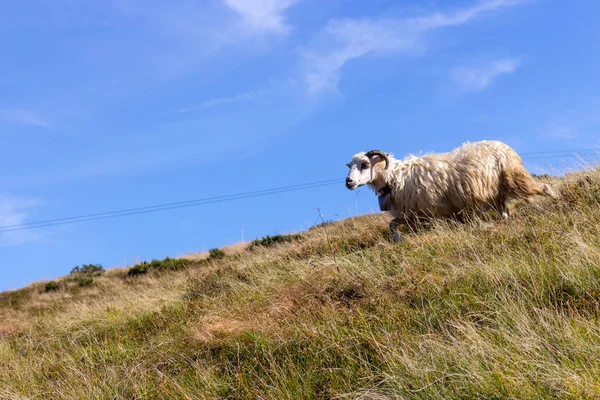 Vita Får Med Horn Bete Sommaren Kullar Mot Blå Himmel — Stockfoto