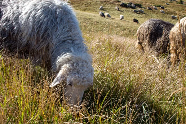 Rebanho Cordeiros Pastando Colinas Verão Com Ovelhas Brancas Primeiro Plano — Fotografia de Stock