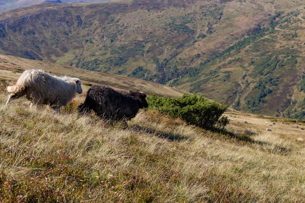 Koyun Otlatma Yaz Tepelerde Tepeden Aşağı Çalışan Siyah Whire Koyunları — Stok fotoğraf