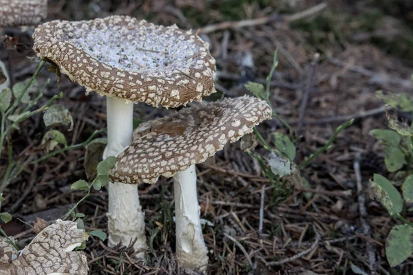 Dvě Hnědé Muchomůrka Zem Dvojice Rostoucí Amanitas Koncept Jed Houby — Stock fotografie