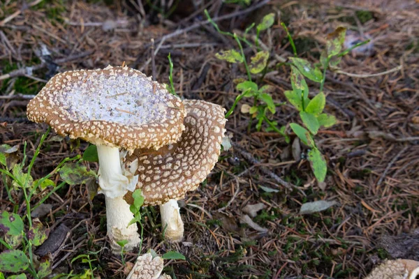 Dvě Hnědé Muchomůrka Zem Dvojice Rostoucí Amanitas Koncept Jed Houby — Stock fotografie