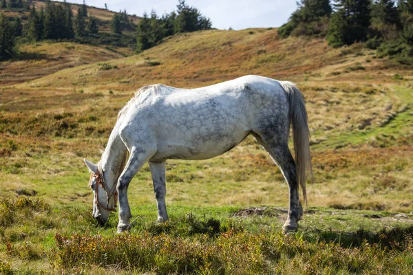 Caballo Blanco Aplles Pastando Prado Concepto Animal Granja Caballo Comiendo — Foto de Stock