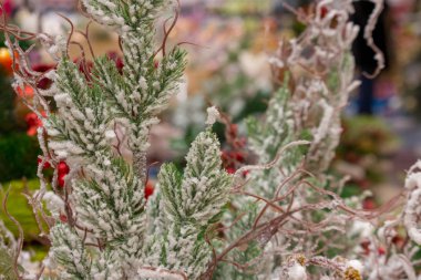 Noel dekorasyonu ile kar ve kırmızı çilek, beyaz çam dalı vibrunum. Merry Christmas dekorasyon arka plan. Yeni yıl tebrik kartı. Frost iğne yapraklı dal. 