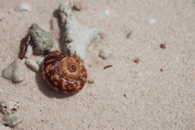 Beyaz kumlu plajda kahverengi kabuk. Küçük bir deniz kabuğu. Tropikal doğa nesnesi. Okyanus yaban hayatı. Deniz kıyısı konsepti.