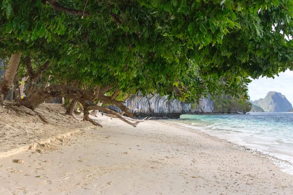 Ağaçlar ve beyaz kum ile tropikal plaj. Arka planda Isles ile Seascape. Tatil ve dinlenme arka plan. Tropik cennet. Güzel kıyı şeridi. Beyaz kum sahil. Filipinler Adası.