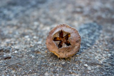 Kahverengi okaliptüs tohumları çekim. Bitki tohumu. Botanik konsepti. Doğa yakın. Doğa makro arka planı.