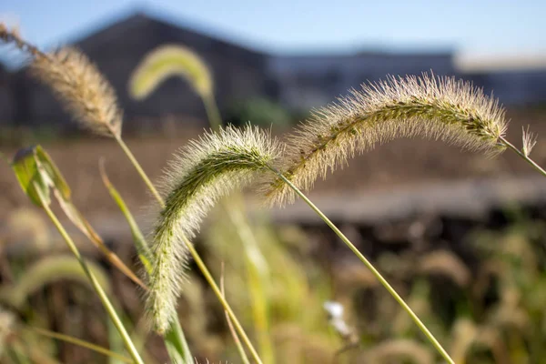 Spitzen Nahaufnahme Gras Auf Dem Feld Wiesengrund Stacheln Sonnenlicht Natur — Stockfoto