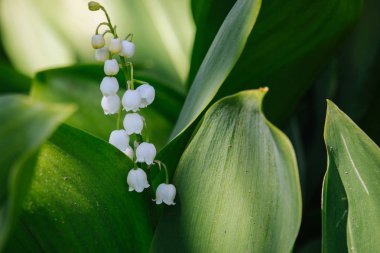 Parlak yeşil çimenler içinde vadinin güzel zambak. Lily vadinin yakın çekim. Yabani bahar çiçekleri kavramı. Yaz bahçesinde çiçek çiçeği. Hassasiyet ve tazelik kavramı. Aroma beyaz çiçekler. Romantizm arka plan.