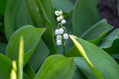 Parlak yeşil çimenler içinde vadinin güzel zambak. Lily vadinin yakın çekim. Yabani bahar çiçekleri kavramı. Yaz bahçesinde çiçek çiçeği. Hassasiyet ve tazelik kavramı. Aroma beyaz çiçekler. Romantizm arka plan.