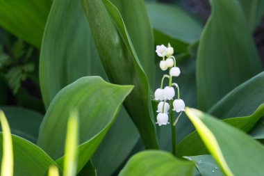 Parlak yeşil çimenler içinde vadinin güzel zambak. Lily vadinin yakın çekim. Yabani bahar çiçekleri kavramı. Yaz bahçesinde çiçek çiçeği. Hassasiyet ve tazelik kavramı. Aroma beyaz çiçekler. Romantizm arka plan.