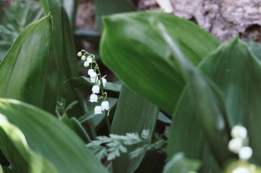 Parlak yeşil çimenler içinde vadinin güzel zambak. Lily vadinin yakın çekim. Yabani bahar çiçekleri kavramı. Yaz bahçesinde çiçek çiçeği. Hassasiyet ve tazelik kavramı. Aroma beyaz çiçekler. Romantizm arka plan.