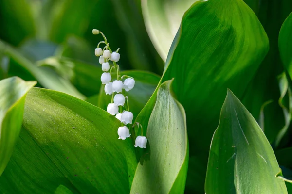 Hermoso Lirio Del Valle Hierba Verde Brillante Lily Del Primer — Foto de Stock