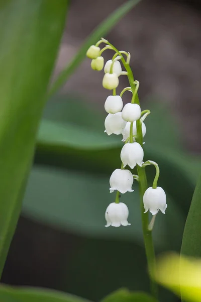 明るい緑の草の中の谷の美しいユリ 谷のリリークローズアップ 野生の春の花のコンセプト 夏の庭の花 優しさと新鮮さの概念 アロマ白い花 ロマンスの背景 — ストック写真