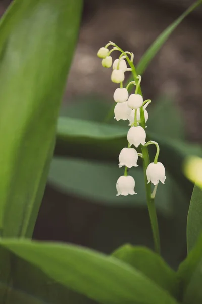 明るい緑の草の中の谷の美しいユリ 谷のリリークローズアップ 野生の春の花のコンセプト 夏の庭の花 優しさと新鮮さの概念 アロマ白い花 ロマンスの背景 — ストック写真