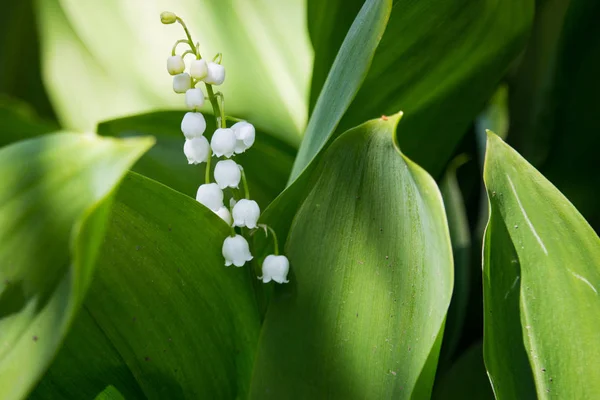 明るい緑の草の中の谷の美しいユリ 谷のリリークローズアップ 野生の春の花のコンセプト 夏の庭の花 優しさと新鮮さの概念 アロマ白い花 ロマンスの背景 — ストック写真