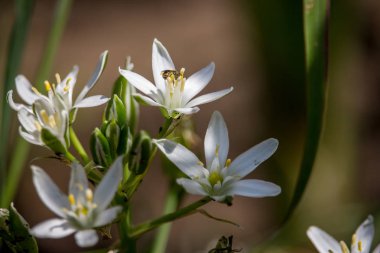 Yeşil çimenlerde güzel küçük beyaz çiçekler. Bloomimg çayırı. Çiçek konsepti. İlkbahar ve yaz doğa yakın çekim. Alanda sevimli beyaz çiçekler.