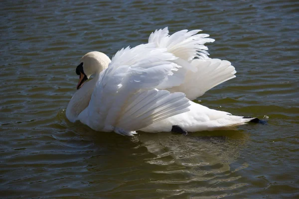 Elegant white swan swimming in pond. Purity and love symbol. Romance and peace concept. Single swan with beautiful wings and white plumage. Wild birds concept. Elegance concept.