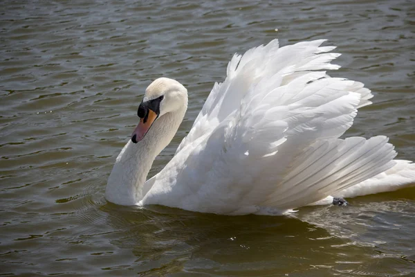 Elegant Vit Svan Som Simmar Dammen Renhet Och Kärleks Symbol — Stockfoto