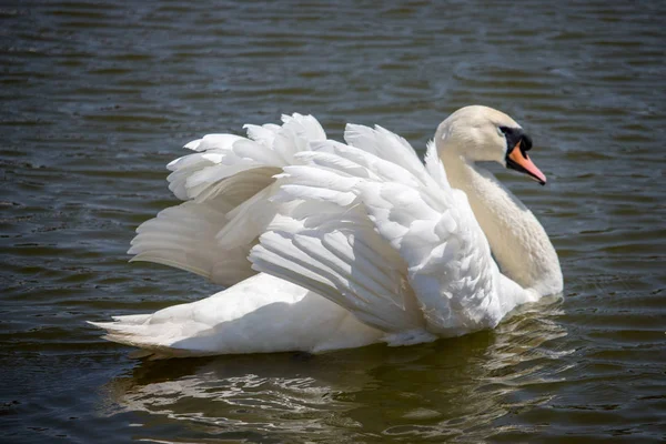 Elegant white swan swimming in pond. Purity and love symbol. Romance and peace concept. Single swan with beautiful wings and white plumage. Wild birds concept. Elegance concept.
