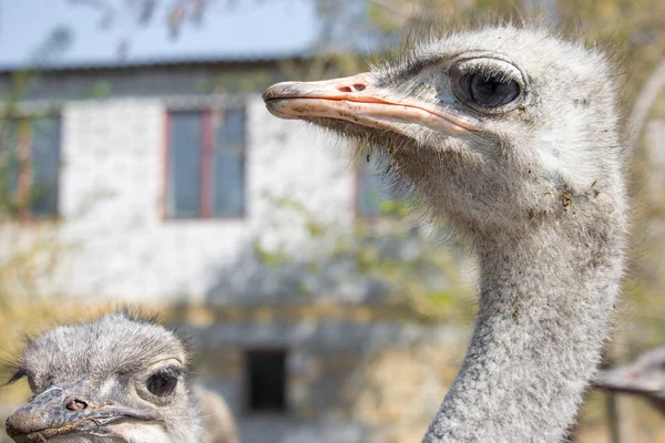 Ostrich portrait close up. Curious emu on farm. Proud ostrich face. Funny hairy emu closeup. Wildlife concept. Birds concept. Ostrich with big eyes and long neck looking at camera. Ostrich in zoo.