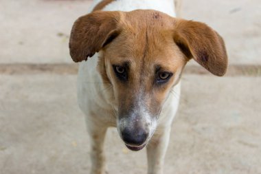 Üzgün evsiz köpek. Büyük kulaklı sevimli köpek. Evcil hayvan konsepti. Yukarıdan köpek portre görünümü. Sevimli köpek kafası.  