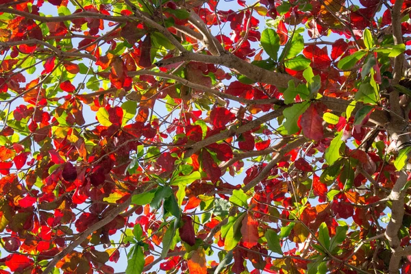 Зелене Червоне Листя Фоні Блакитного Неба Барвисте Листя Дерева Осіння — стокове фото