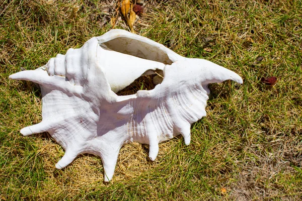大白贝壳在草 旧外壳特写 热带生活 海洋细节 海岸上的大海螺 热带暑假概念 — 图库照片
