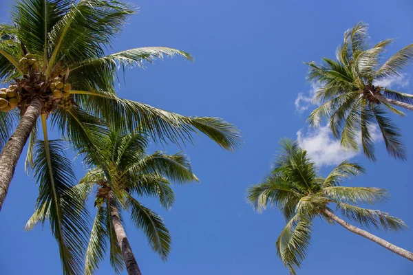 Hoge Palmbomen Met Kokosnoten Blauwe Hemel Achtergrond Uitzicht Bodem Exotische — Stockfoto