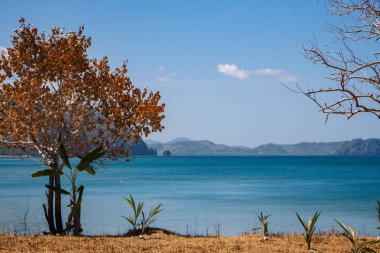 Doğal deniz manzarasına karşı küçük palmiyeler ile altın yaprakları ile Ağaç. Sonbaharda tropikal manzara. Güzel Filipinler sahilinde ağaçlar. Yaz seyahati ve tatili. Dağ ile cennet sahil şeridi.