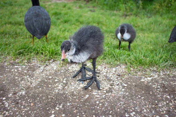 Coot Bebé Caminando Hierba Joven Pija Euroasiática Granja Aves Acuáticas — Foto de Stock