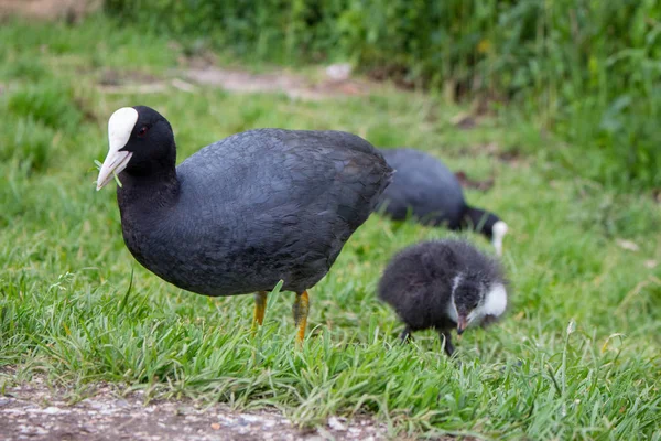 Coot Adulto Con Coot Bebé Hierba Familia Euroasiática Cascos Granja — Foto de Stock