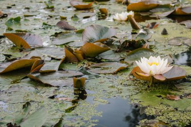 Yaz havuzunda beyaz su zambak. Büyük yaprakları ile çiçeklenme Beyaz Lotus. Yaz doğası konsepti. Bataklık toprakları doğası. Nehirde Waterlily.