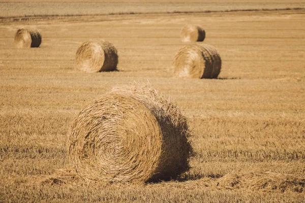 Big Bales Hay Field Rolls Golden Hay Summer Meadow Agriculture — Stock Photo, Image