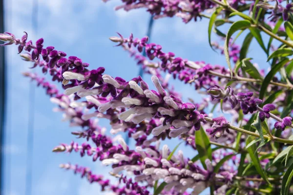 青空を背景に白と紫の花 野生の花が咲いている プロヴァンスの性質 春の草原庭の夏 — ストック写真