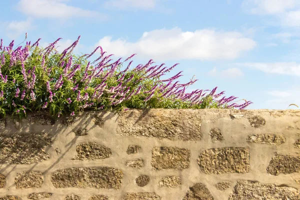 White and purple flowers on stone fence against blue sky background. Blooming flowers on ancient stone wall. Wild violet blooming flowers. Provence nature. Summer garden. Countryside landscape.